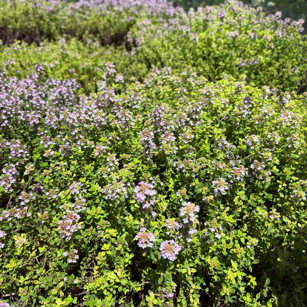 Field of Lime Thymus plants with small purple flowers