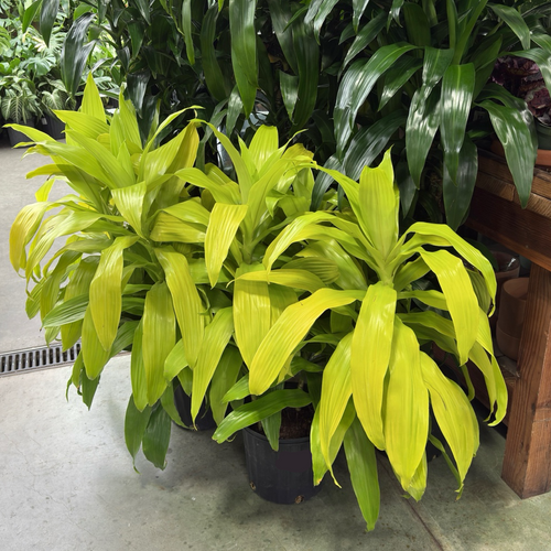 dracaena corn plant yellow leaves Limelight Dracaena