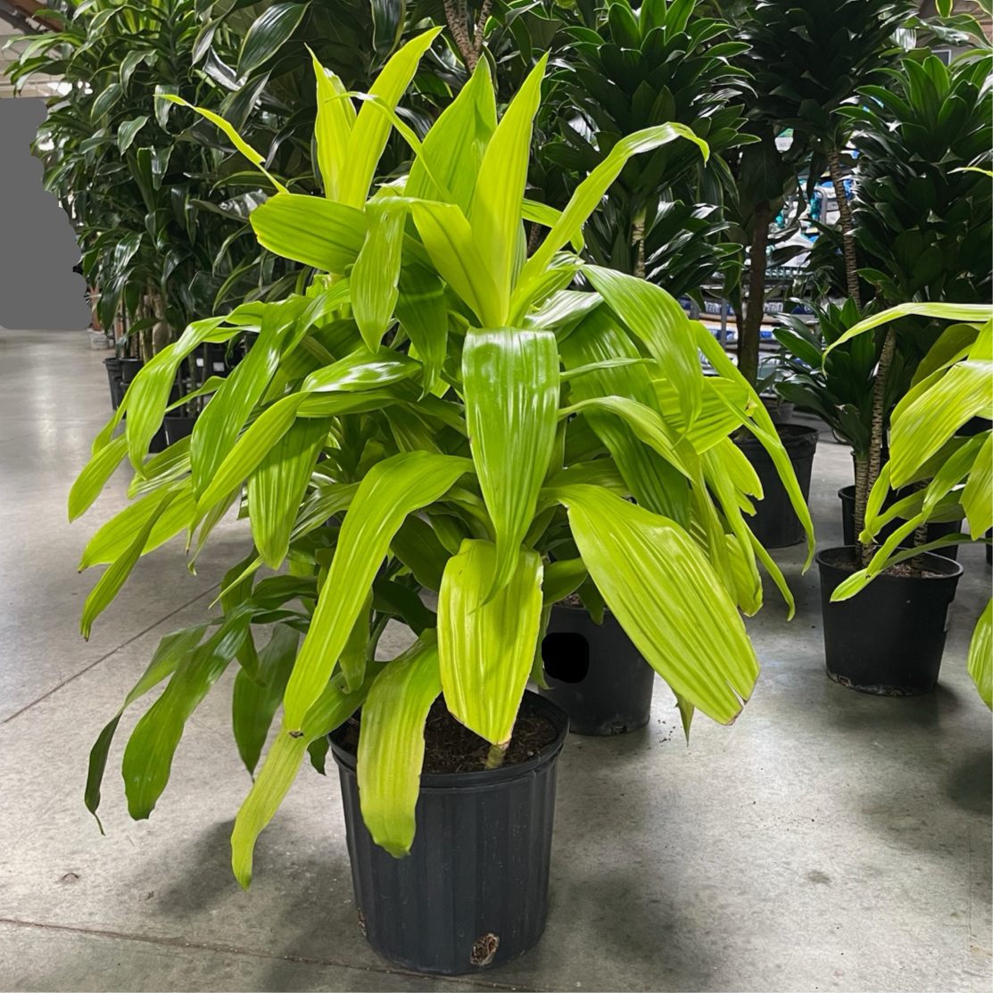 dracaena limelight Limelight Corn Plant