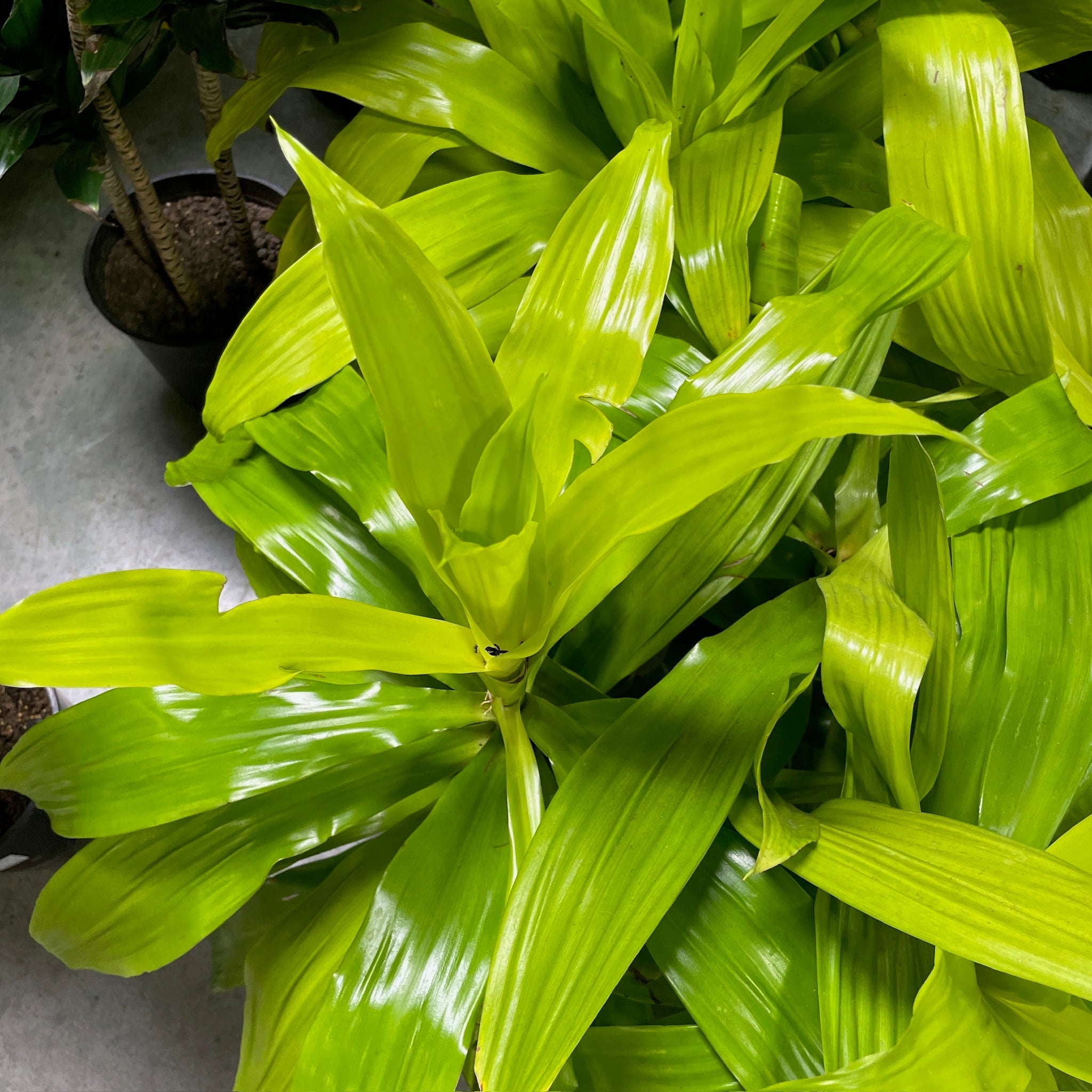 Limelight  Corn Plant