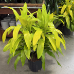 Limelight  Corn Plant