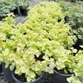 Limelight Licorice Plant