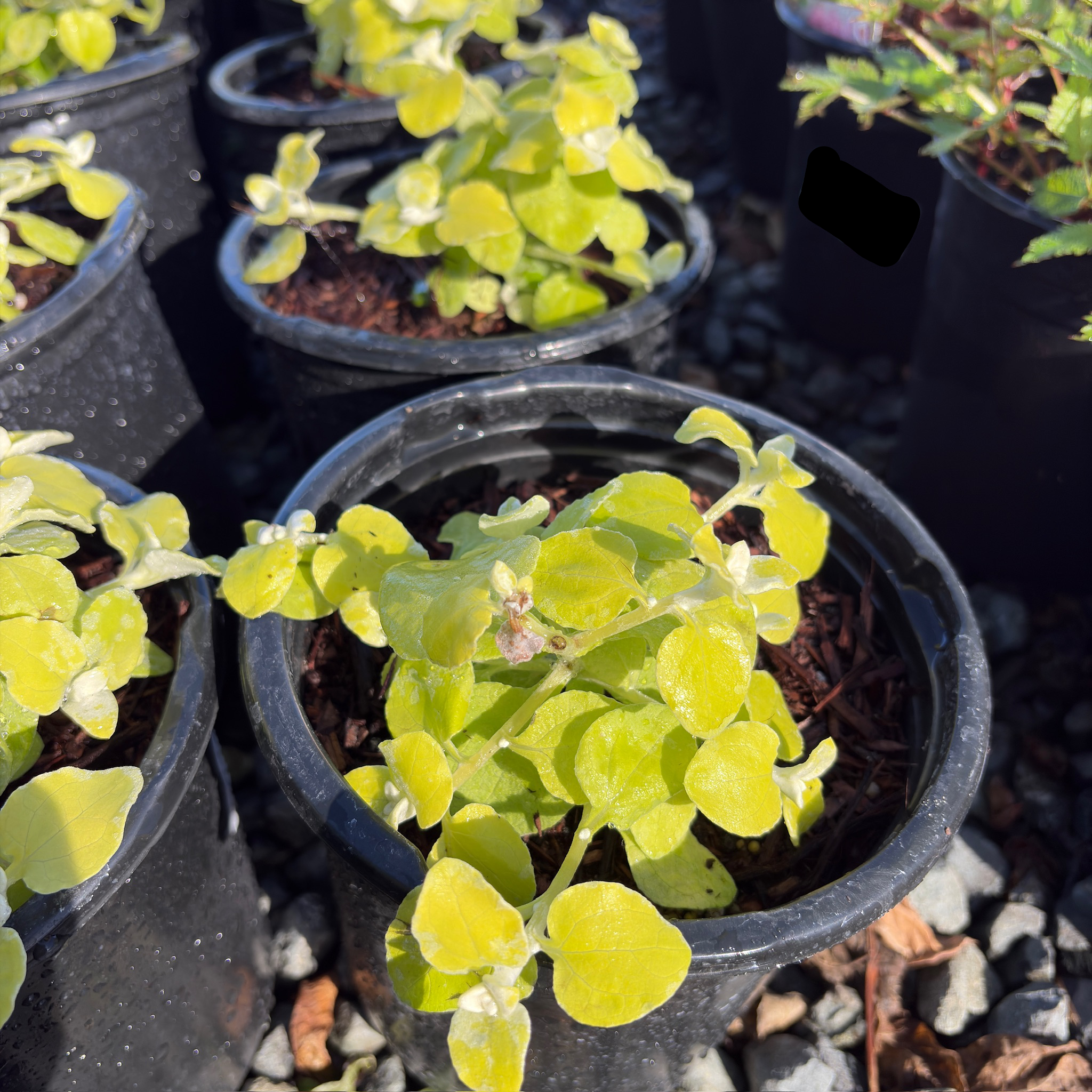 Limelight Licorice Plant