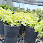 Limelight Licorice Plant