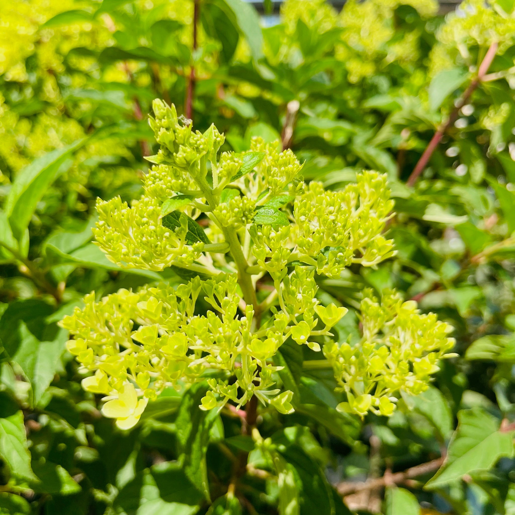 Limelight Panicle Hydrangea