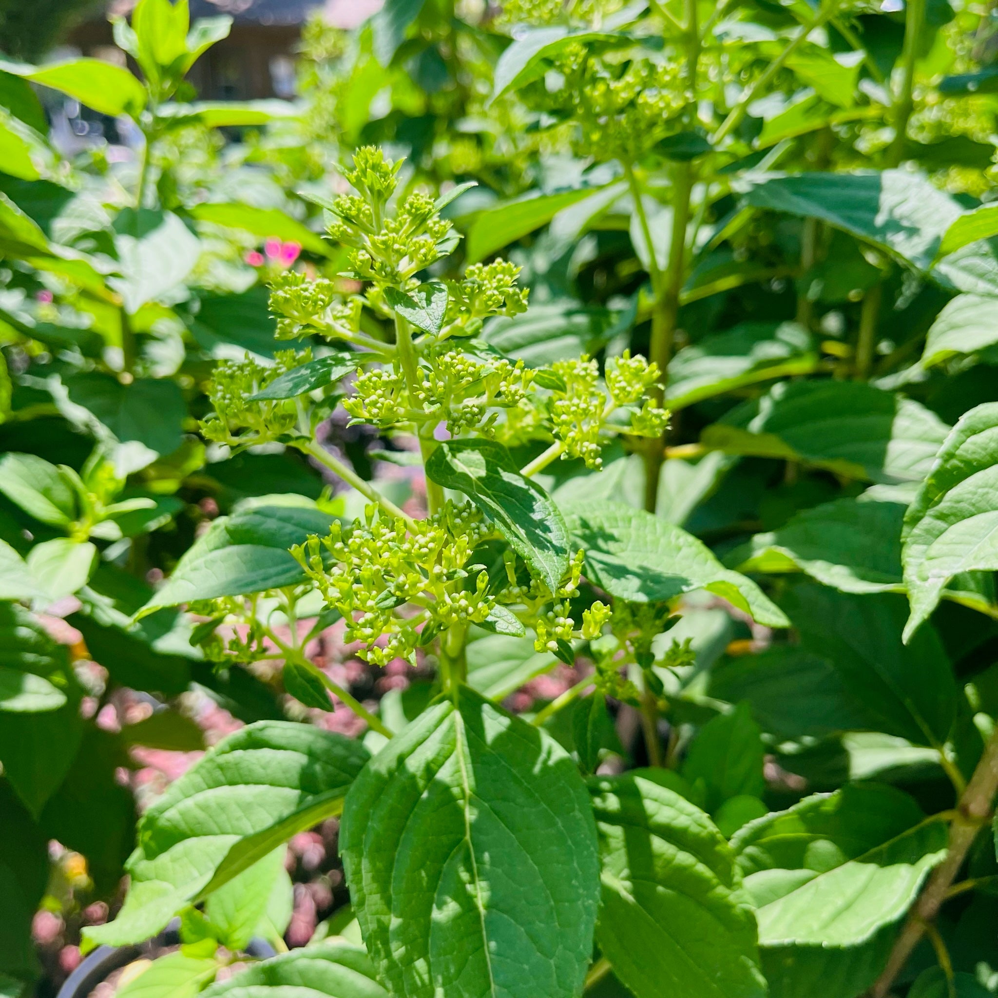 Limelight Panicle Hydrangea