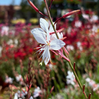 White flower Lindheimer's Beeblossom with pink accents on a blurred garden background
