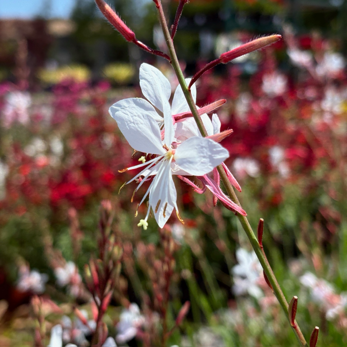 White flower Lindheimer's Beeblossom with pink accents on a blurred garden background