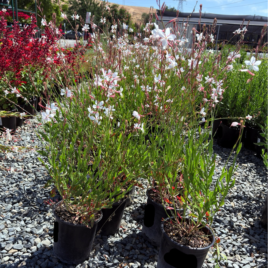 Potted Lindheimer's Beeblossom with white flowers on a gravel surface