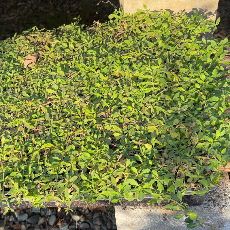 Phyla canescens plants in a wooden box on a gravel surface