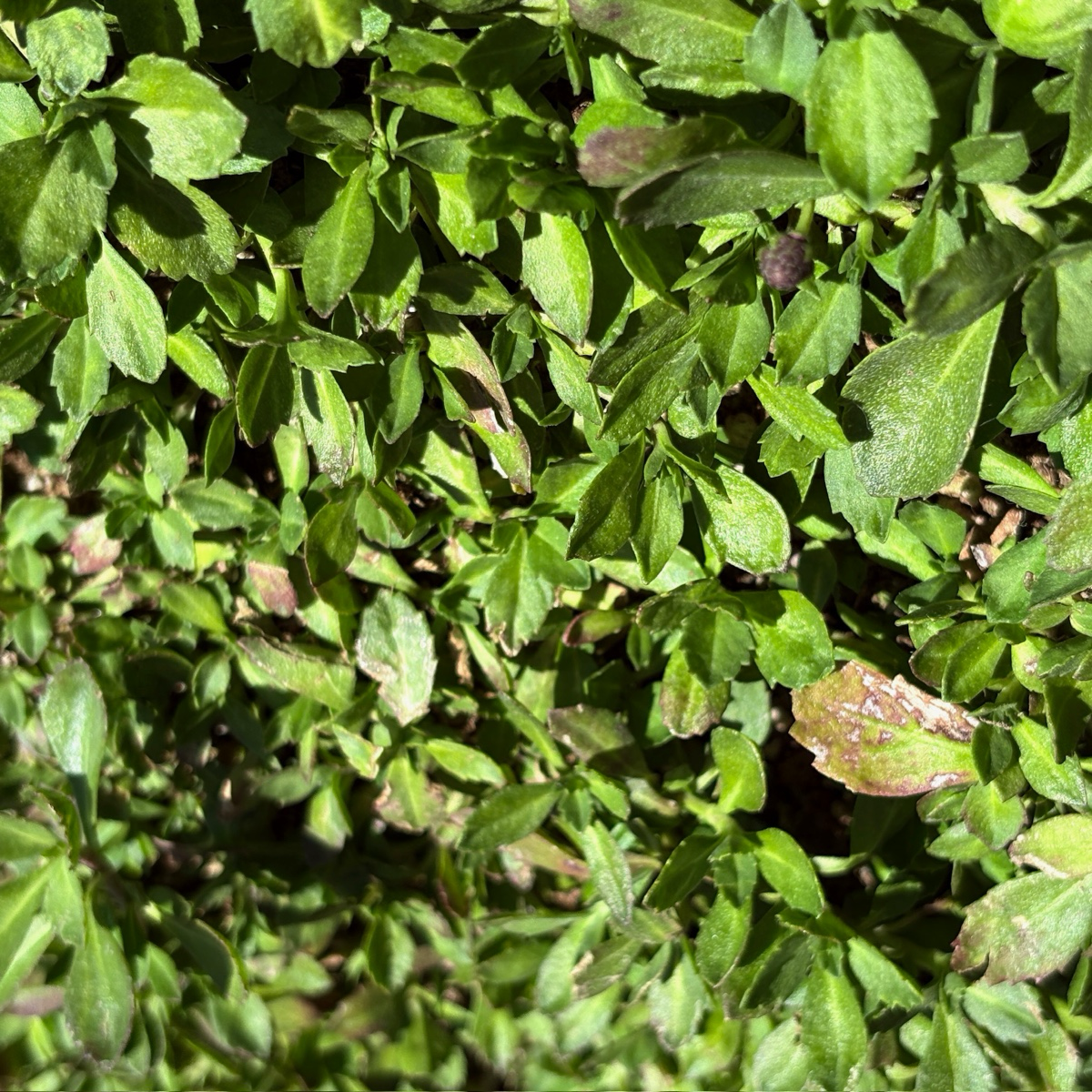 Close-up of Phyla nodiflora with a blurred background