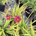 Little Business Daylily