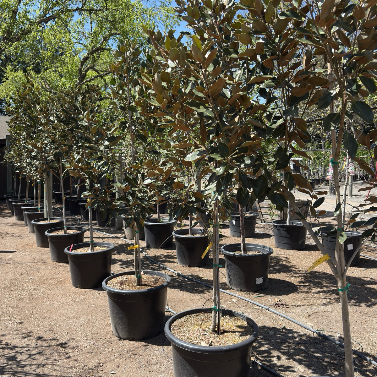 Row of potted Little Gem Southern Magnolia trees in a nursery setting