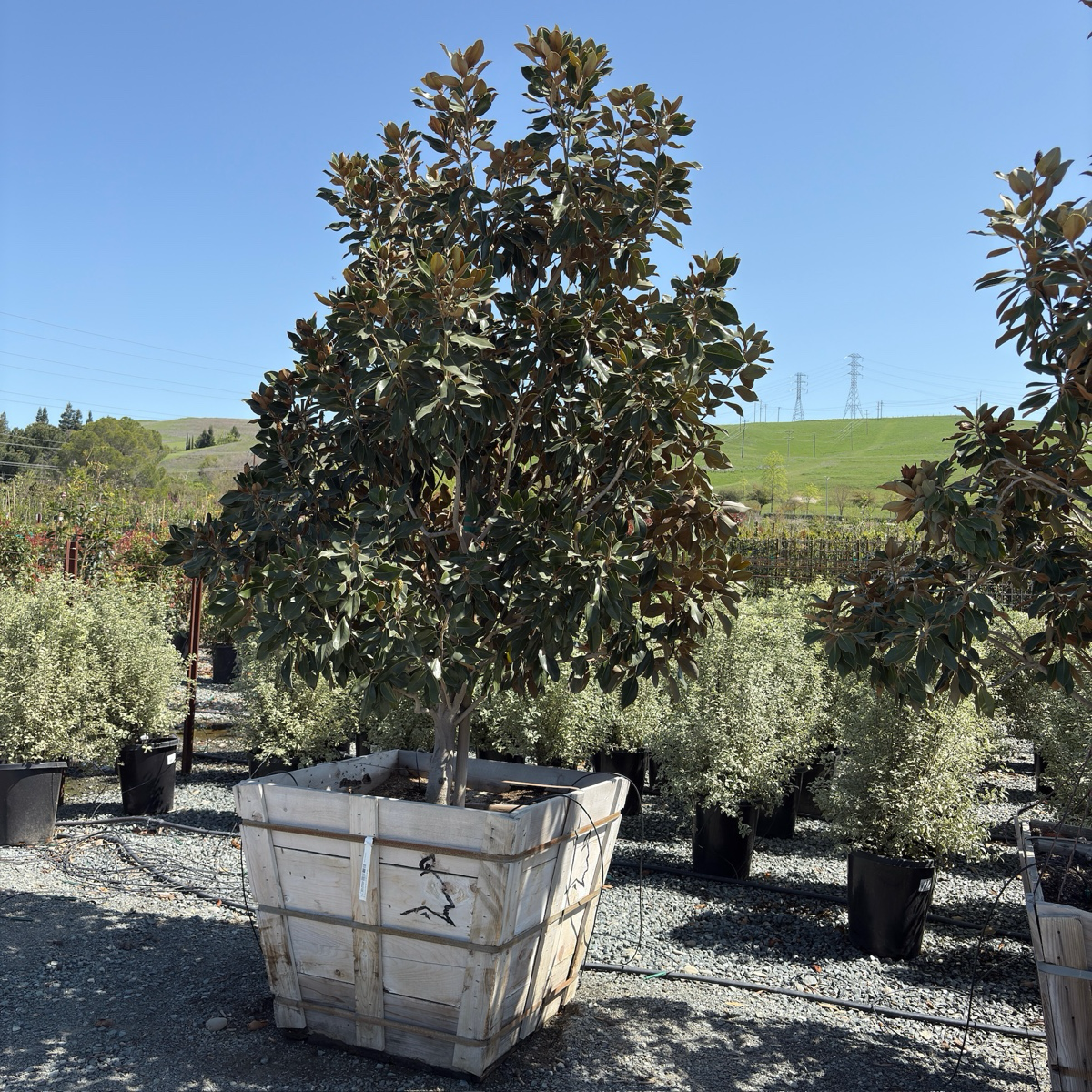 Large potted Little Gem Southern Magnolia tree in a nursery setting with a clear blue sky.