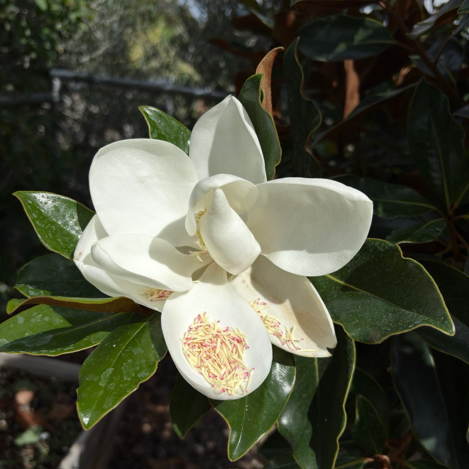 Close-up of Little Gem Southern Magnolia white flower with green leaves in the background