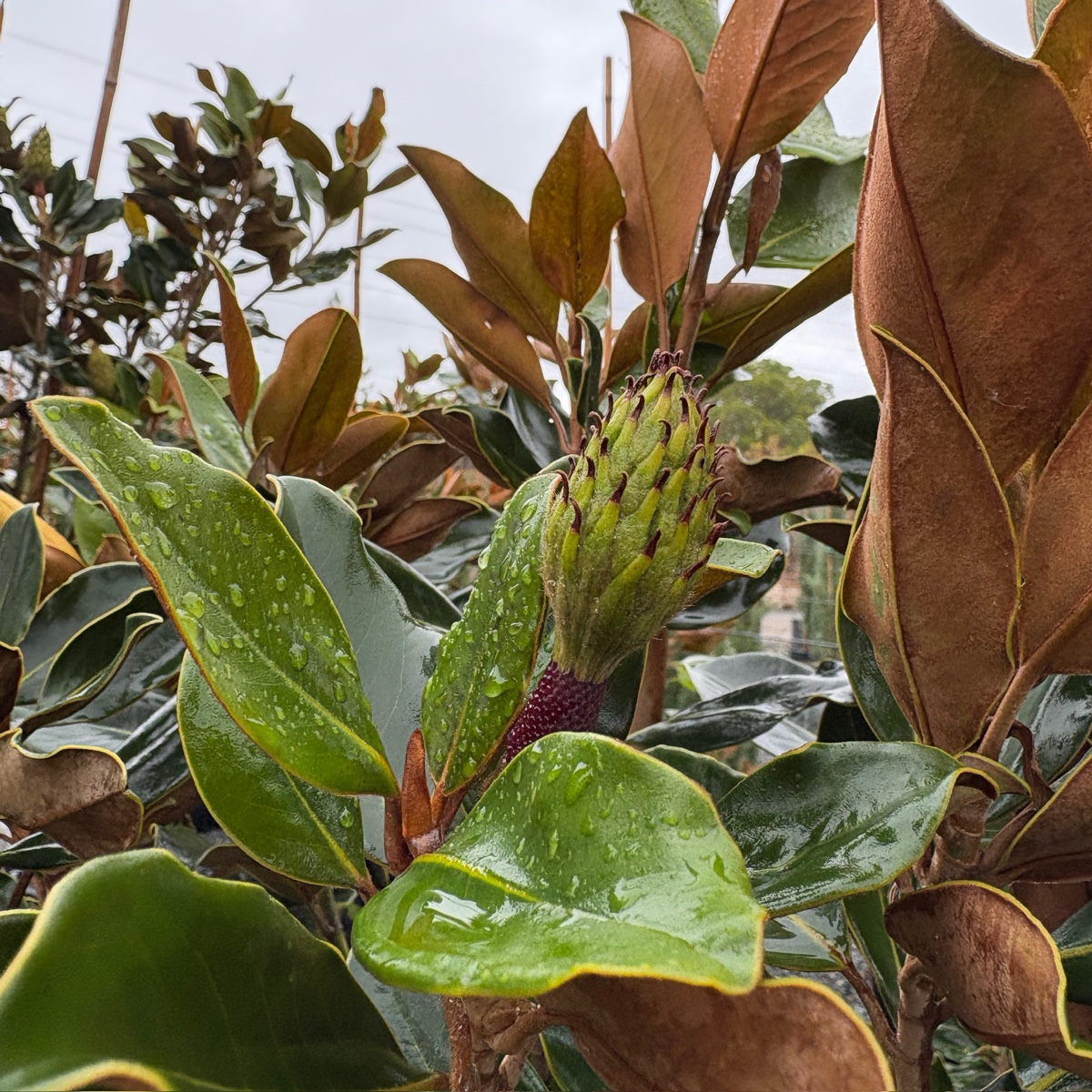 Close-up of a green flower bud surrounded by large leaves on Little Gem Southern Magnolia tree
