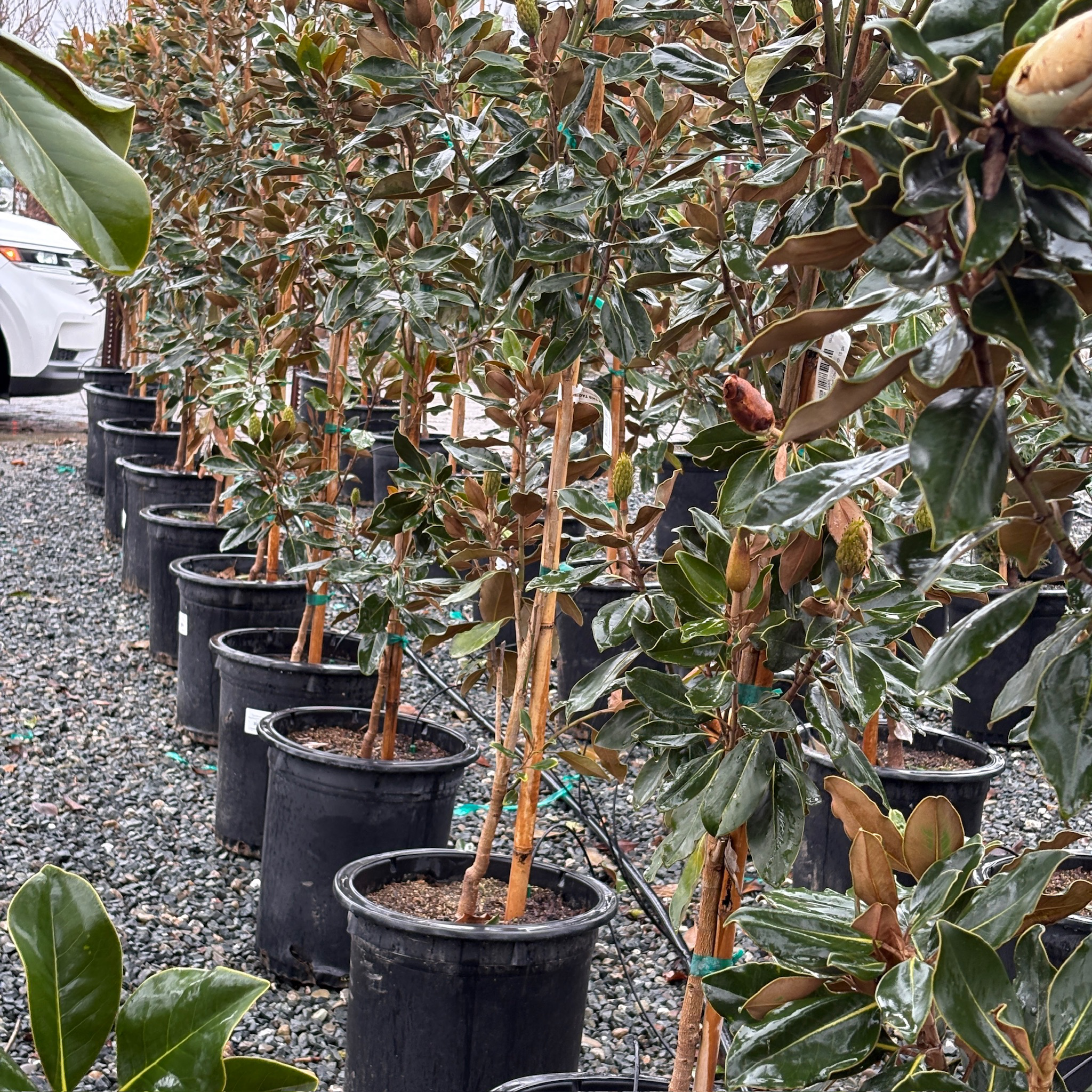 Row of potted Little Gem Southern Magnolia trees in a nursery setting