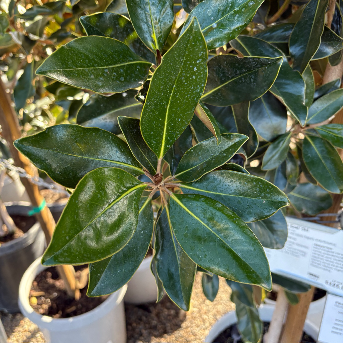 Close-up of a potted Little Gem Southern Magnolia plant with green leaves