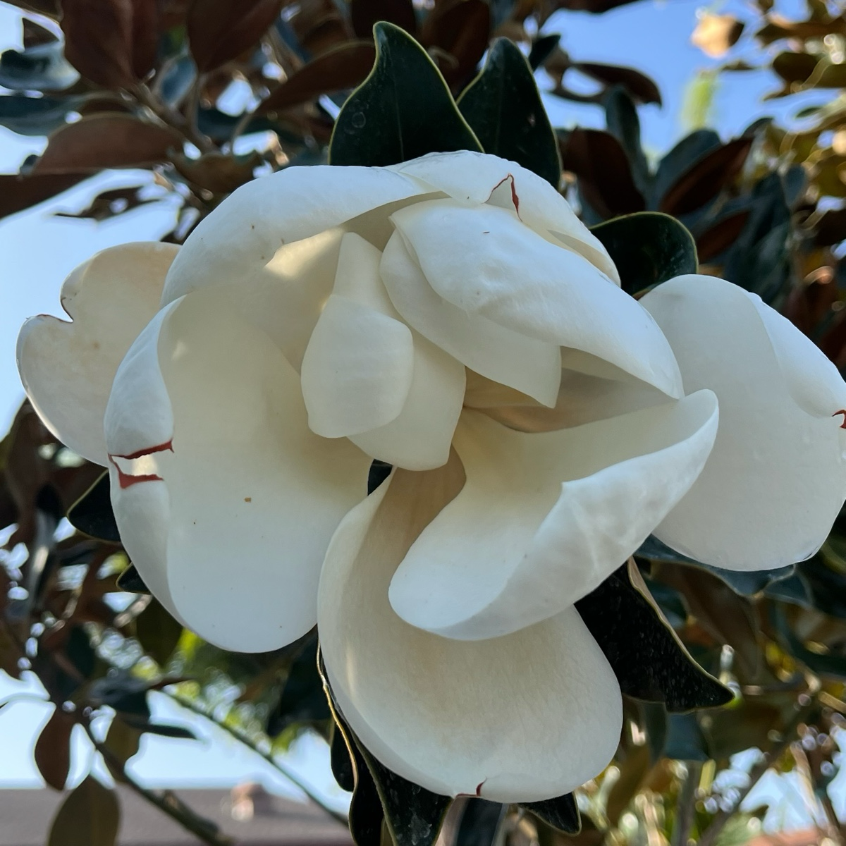 Close-up of a white flower with green leaves on Little Gem Southern Magnolia