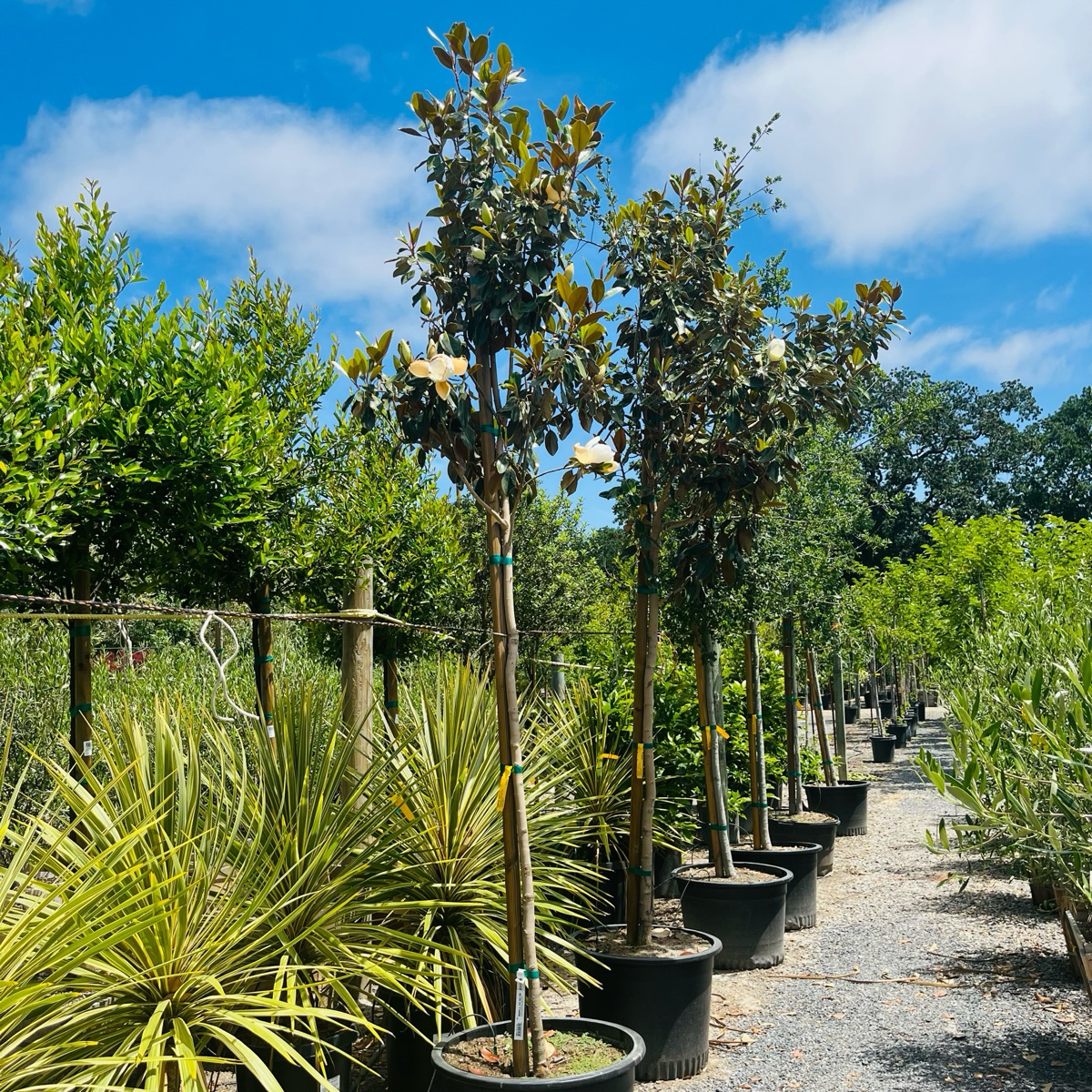 Row of potted Little Gem Southern Magnolia trees under a blue sky with some clouds