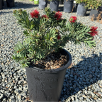 Little John Dwarf Weeping Bottlebrush
