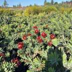 Little John Dwarf Weeping Bottlebrush