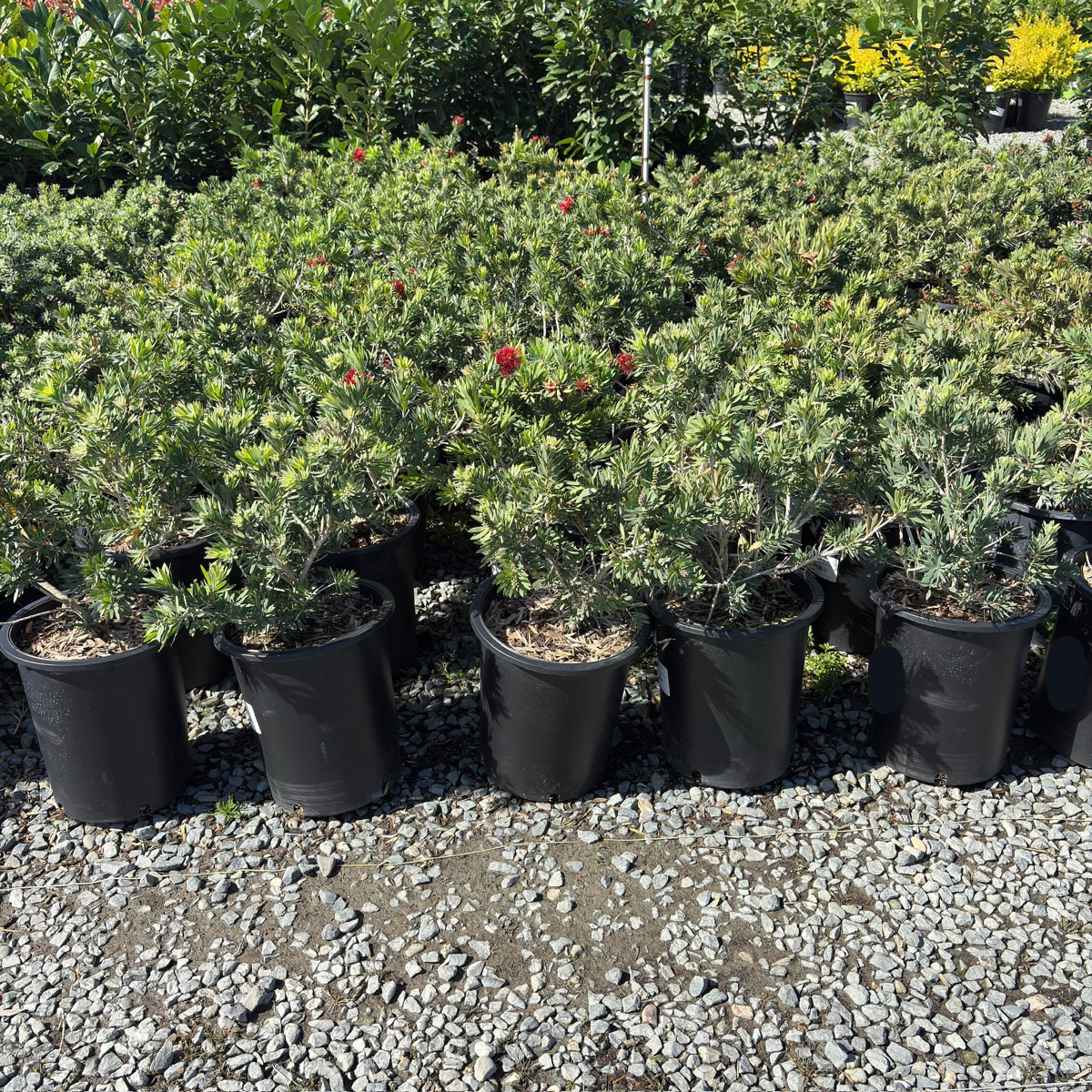 Little John Dwarf Weeping Bottlebrush