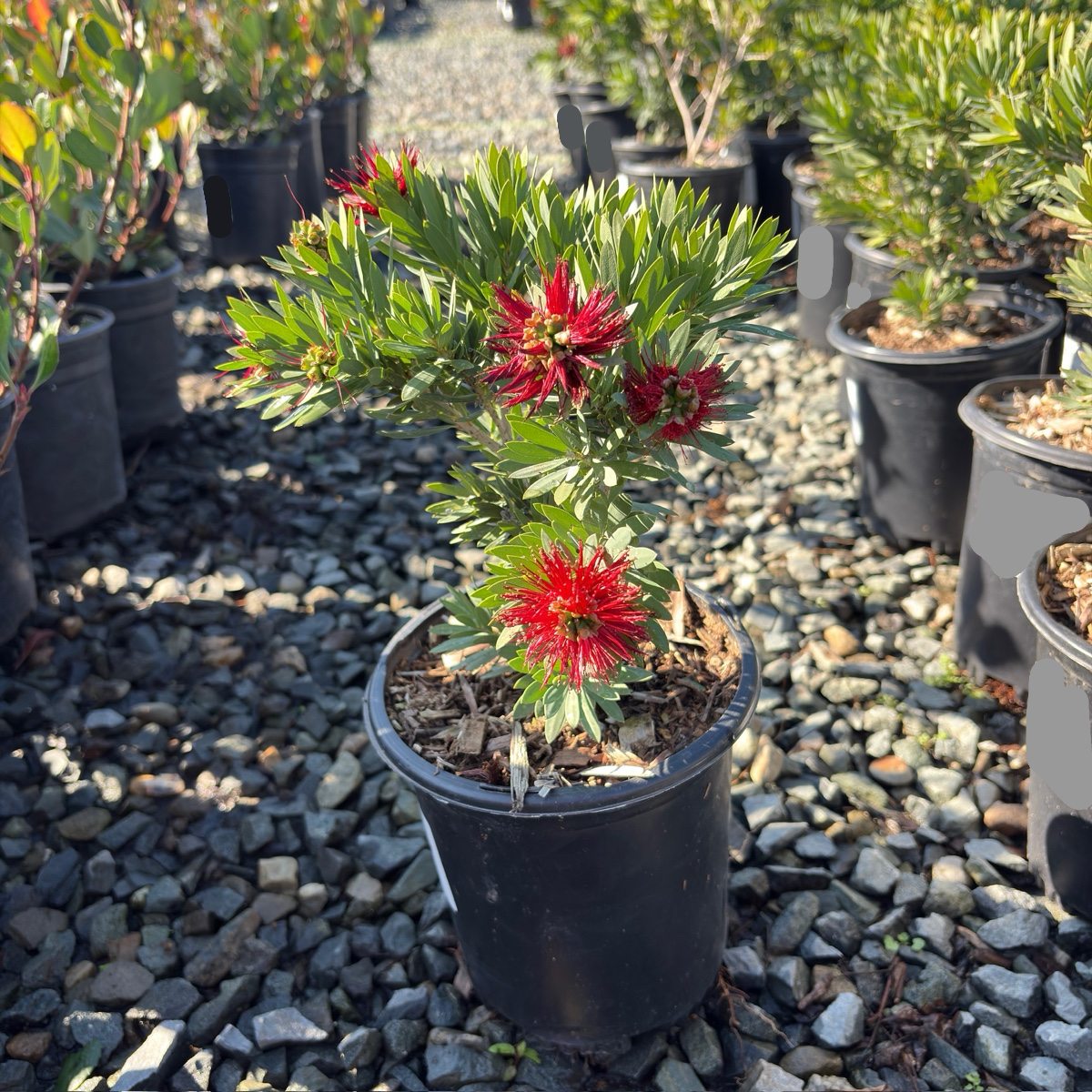 bottle brush plant in pot Little John Dwarf Weeping Bottlebrush