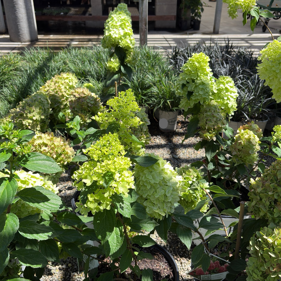 Little Lime® Panicle Hydrangea