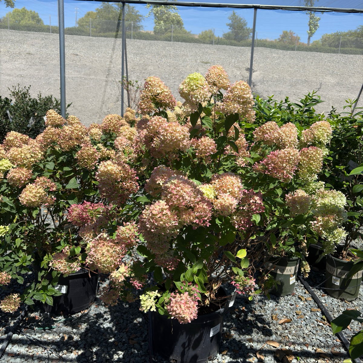 Little Lime® Panicle Hydrangea