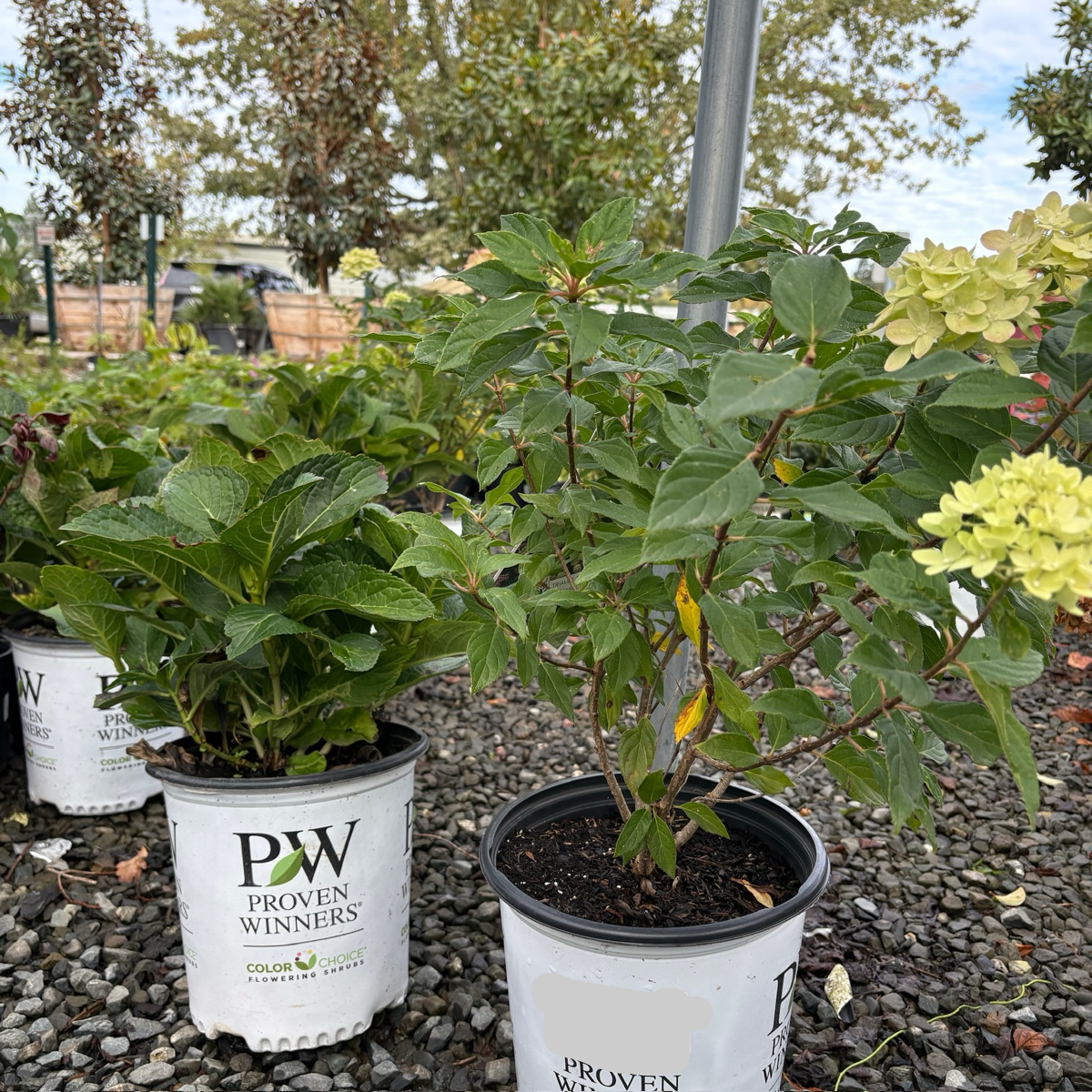 Little Lime® Panicle Hydrangea