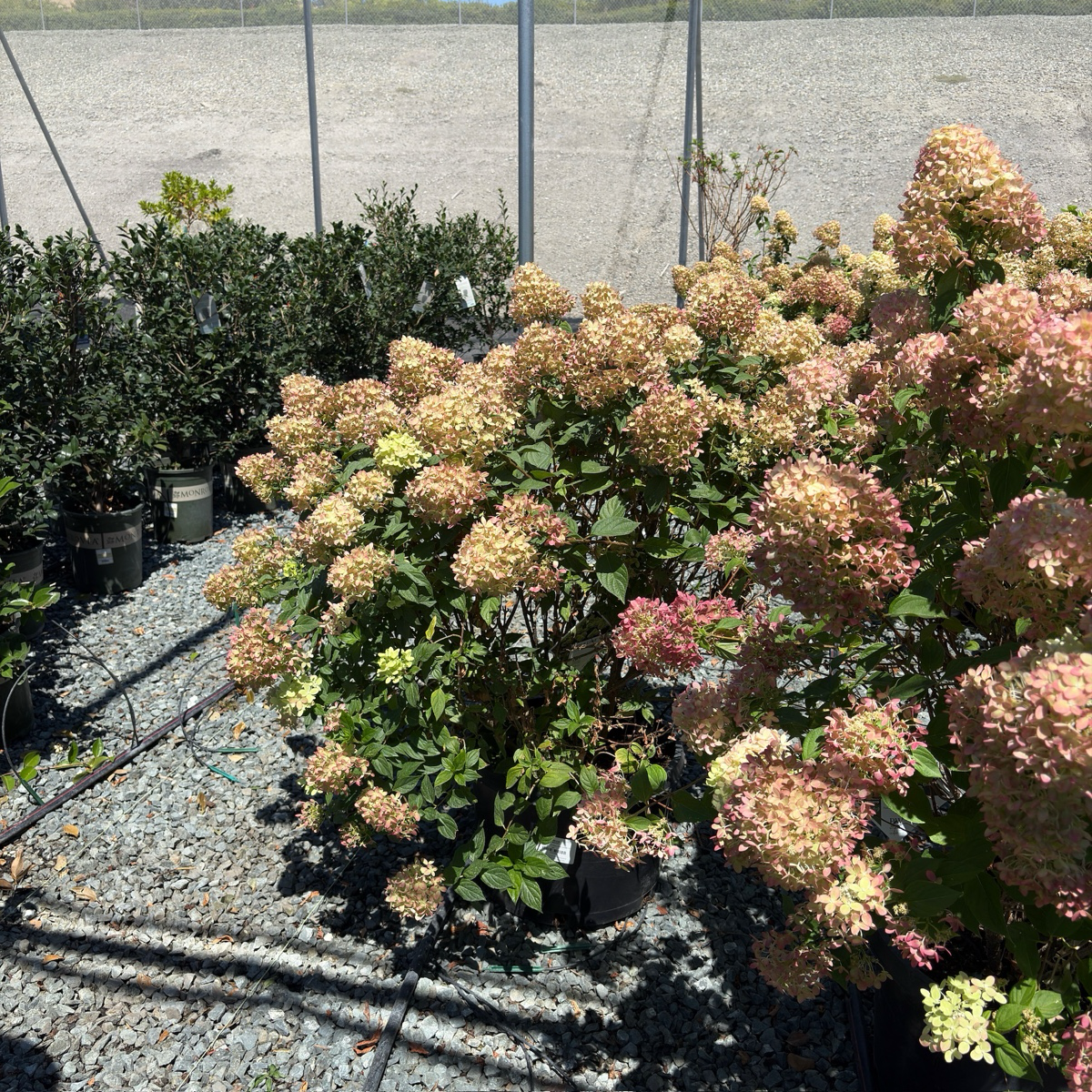Little Lime® Panicle Hydrangea