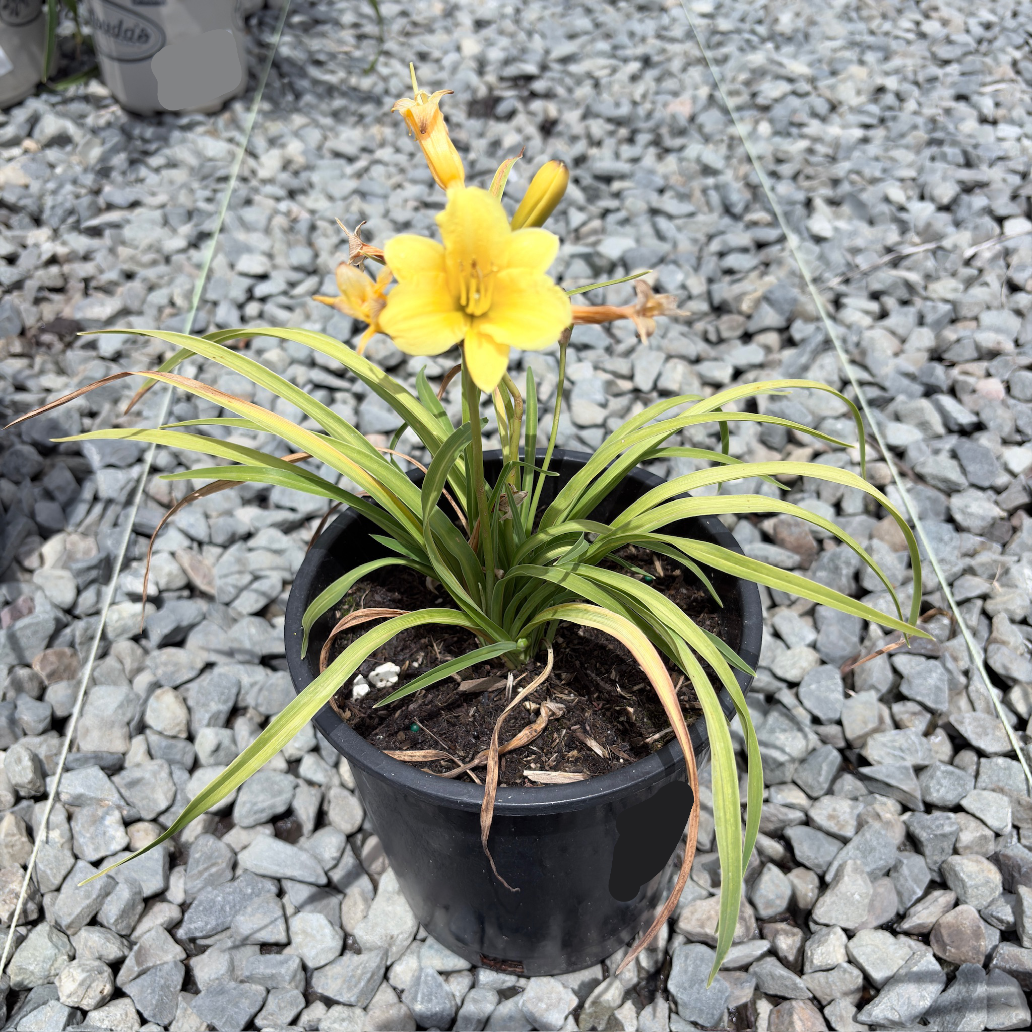 Little Miss Sunshine Daylily
