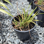 Little Miss Sunshine Daylily