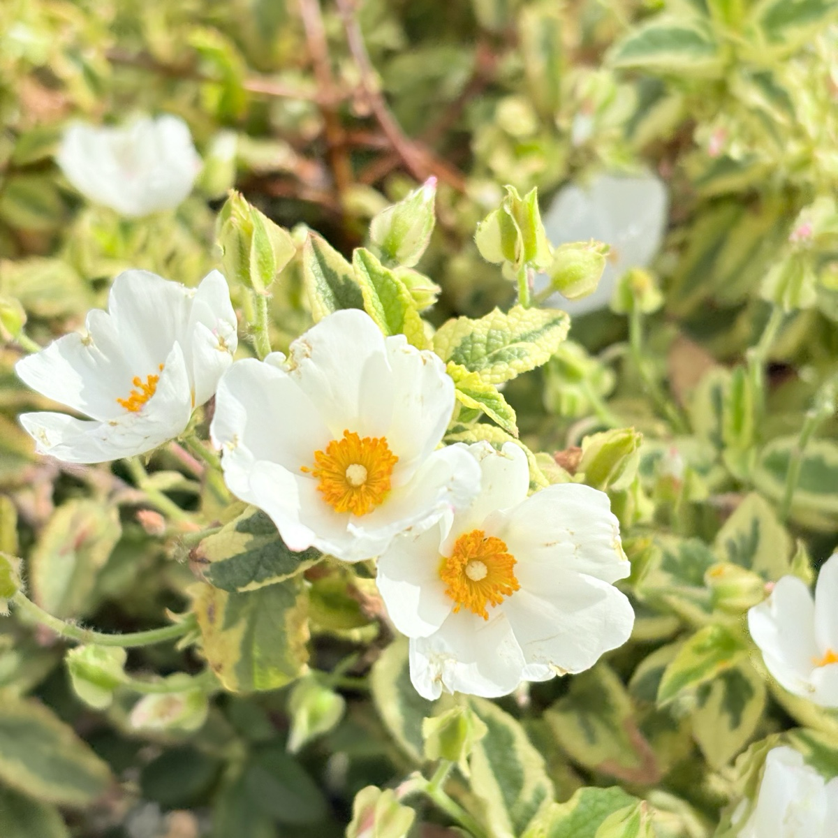 Little Miss Sunshine Rockrose