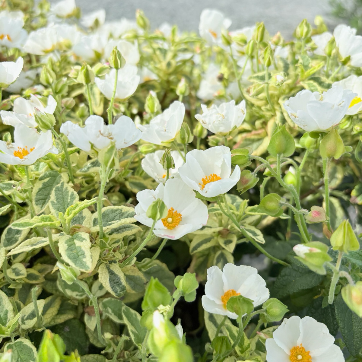 Little Miss Sunshine Rockrose