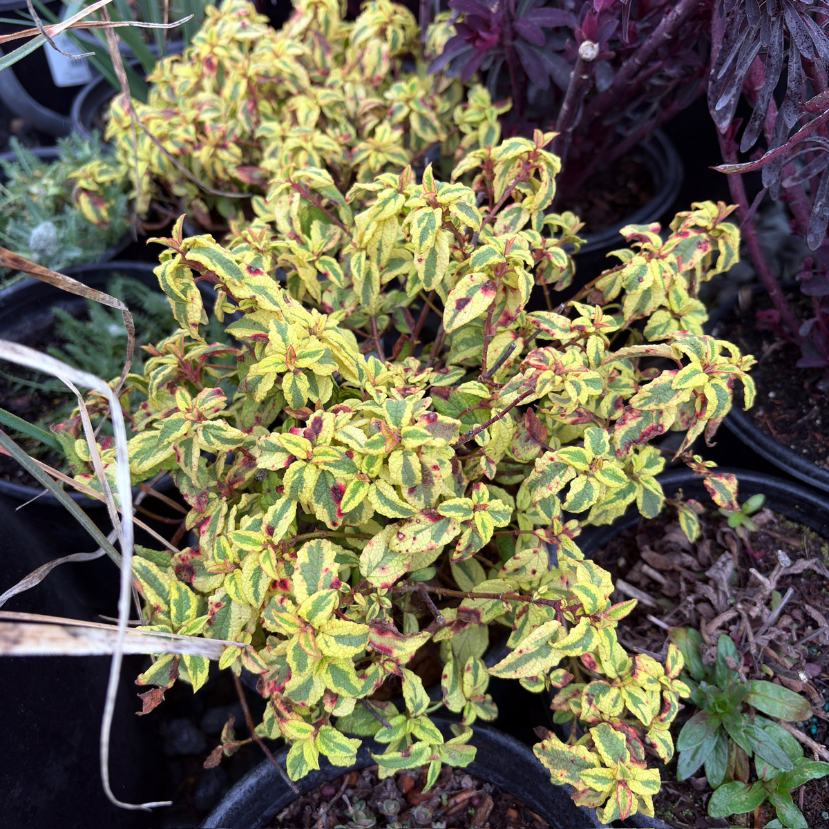 Little Miss Sunshine Rockrose