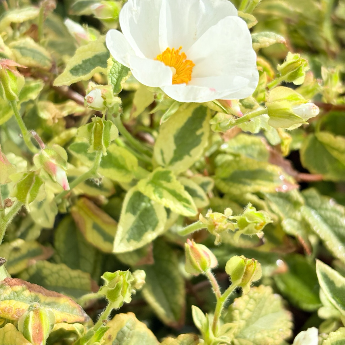 Little Miss Sunshine Rockrose