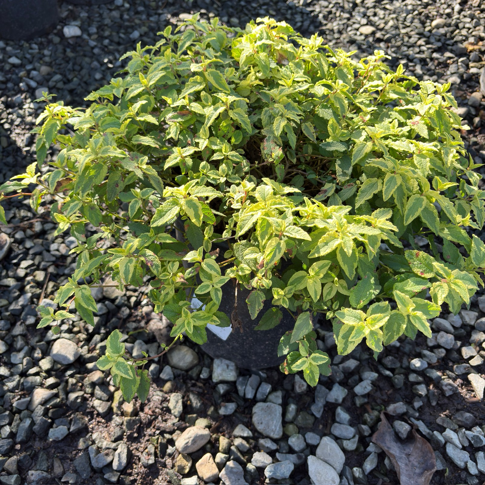 Little Miss Sunshine Rockrose