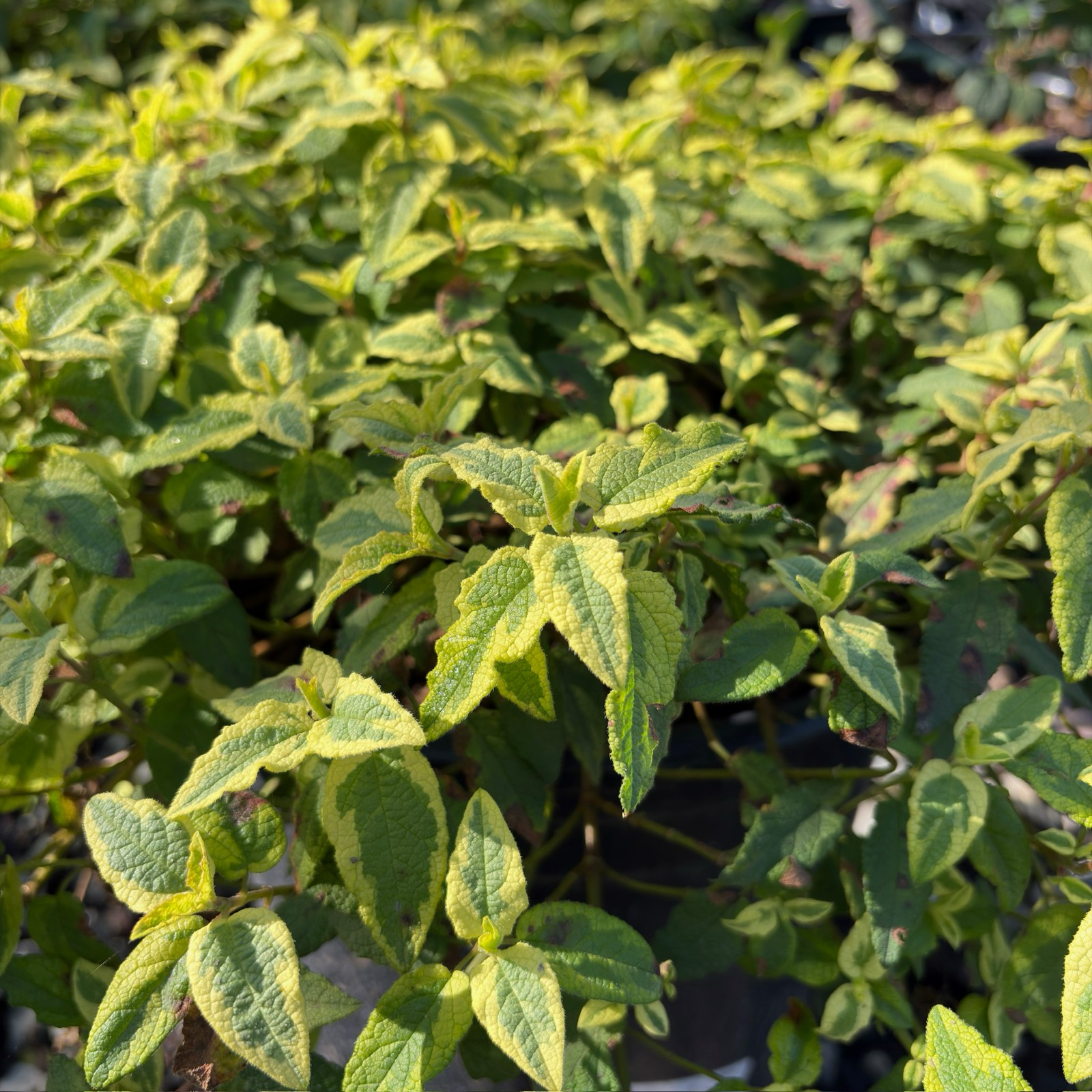 Little Miss Sunshine Rockrose