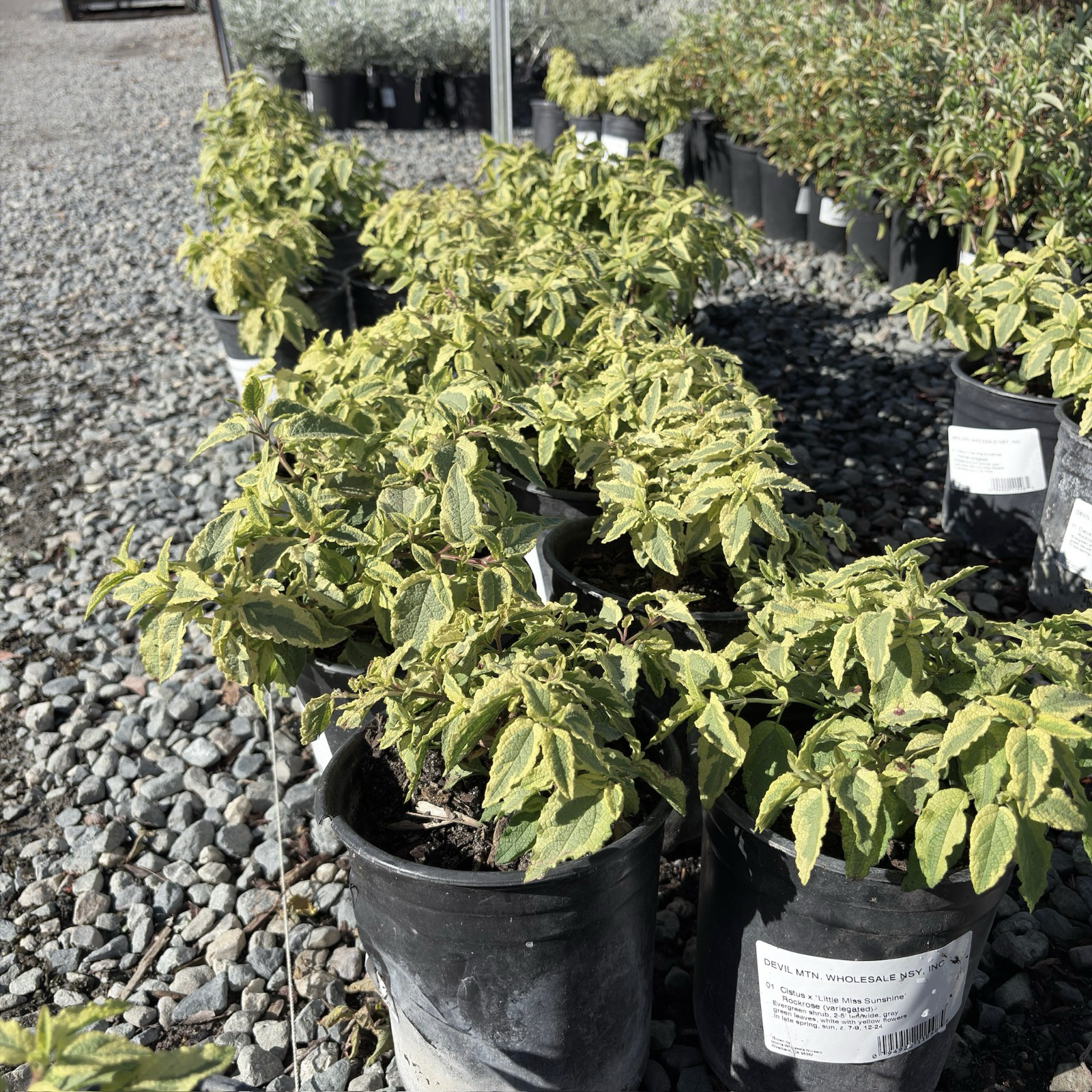 Little Miss Sunshine Rockrose