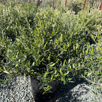 Little Ollie Olive Potted Little Ollie Olive tree on a gravel surface with a blurred background