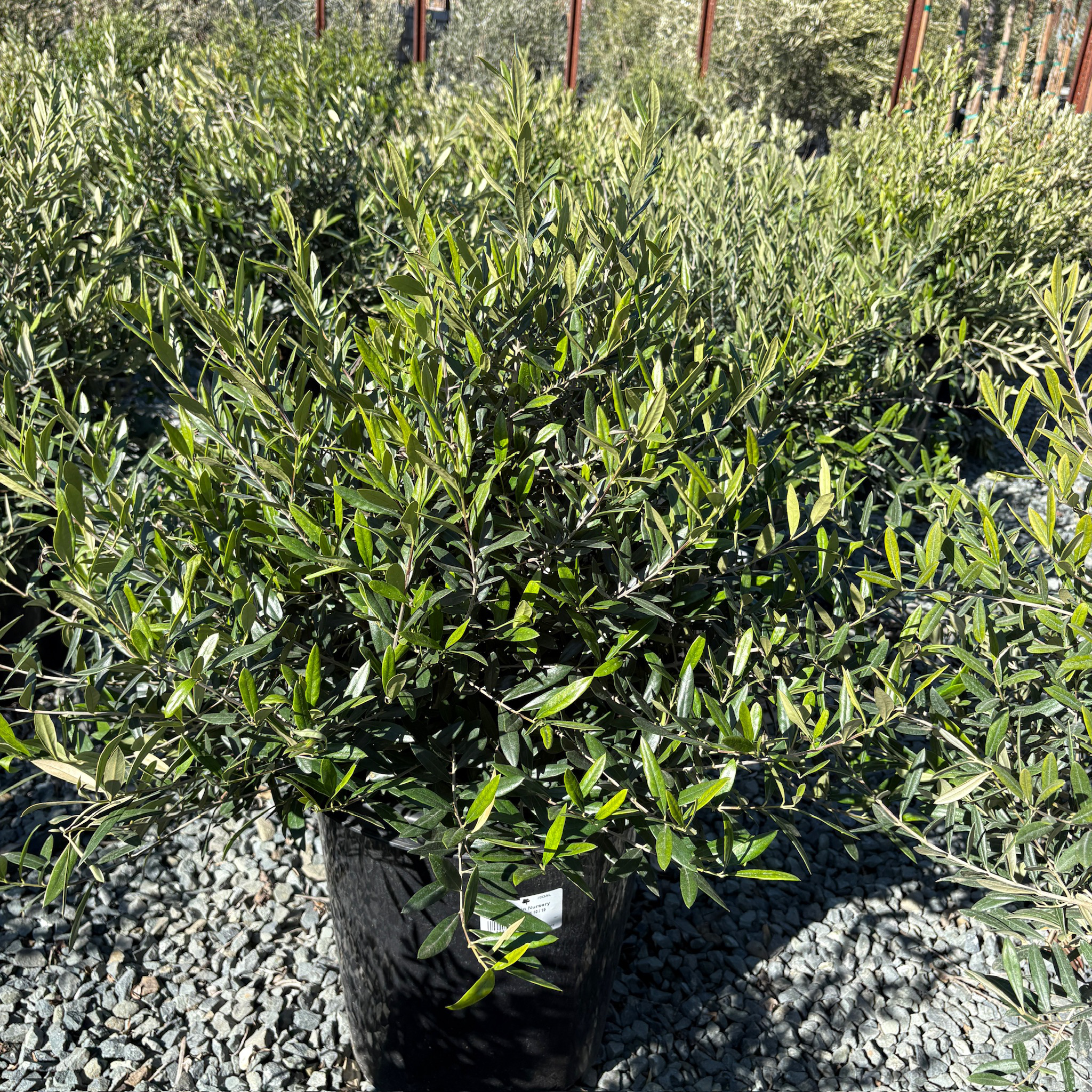 Little Ollie Olive Potted Little Ollie Olive tree on a gravel surface with a blurred background