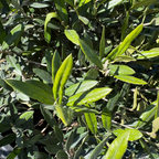 Close-up of Little Ollie Olive tree leaves