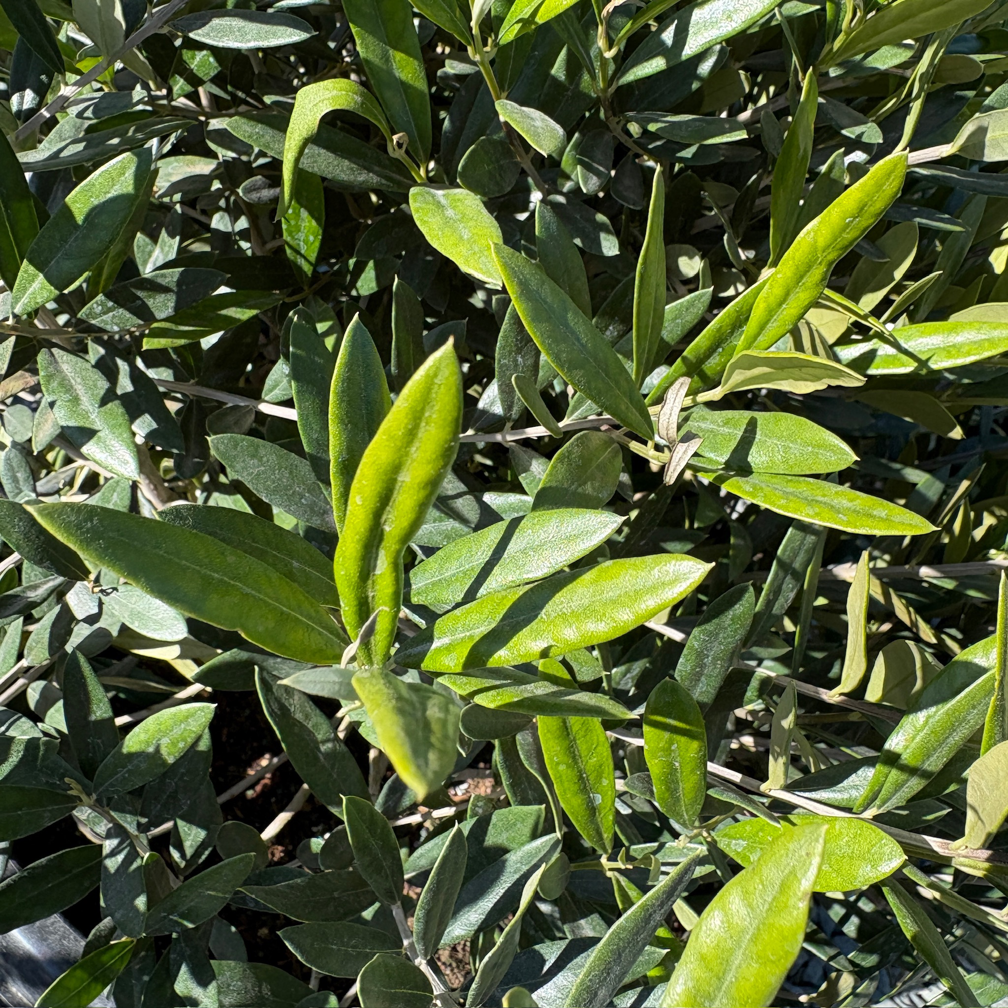 Close-up of Little Ollie Olive tree leaves