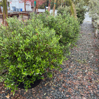 Green Little Ollie Olive in a garden setting with gravel path and trees in the background