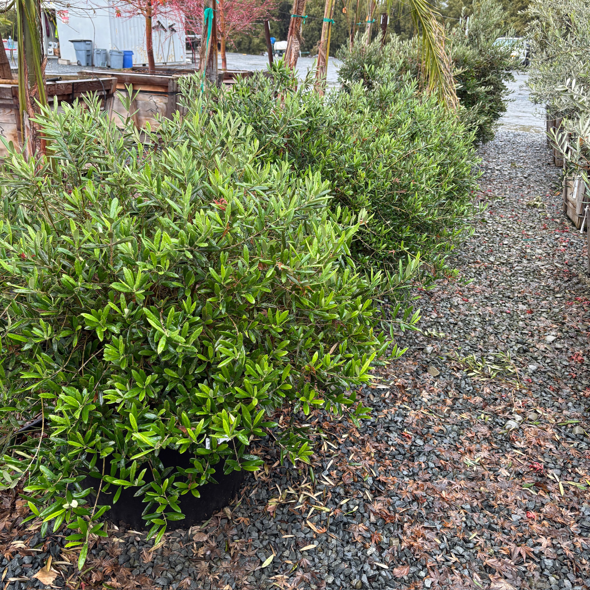 Green Little Ollie Olive in a garden setting with gravel path and trees in the background