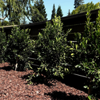 Row of green Little Ollie Olive shrubs in black pots on a mulched ground with trees in the background.