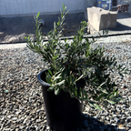 1 gallon Little Ollie Olive plant on a gravel surface with a blurred background