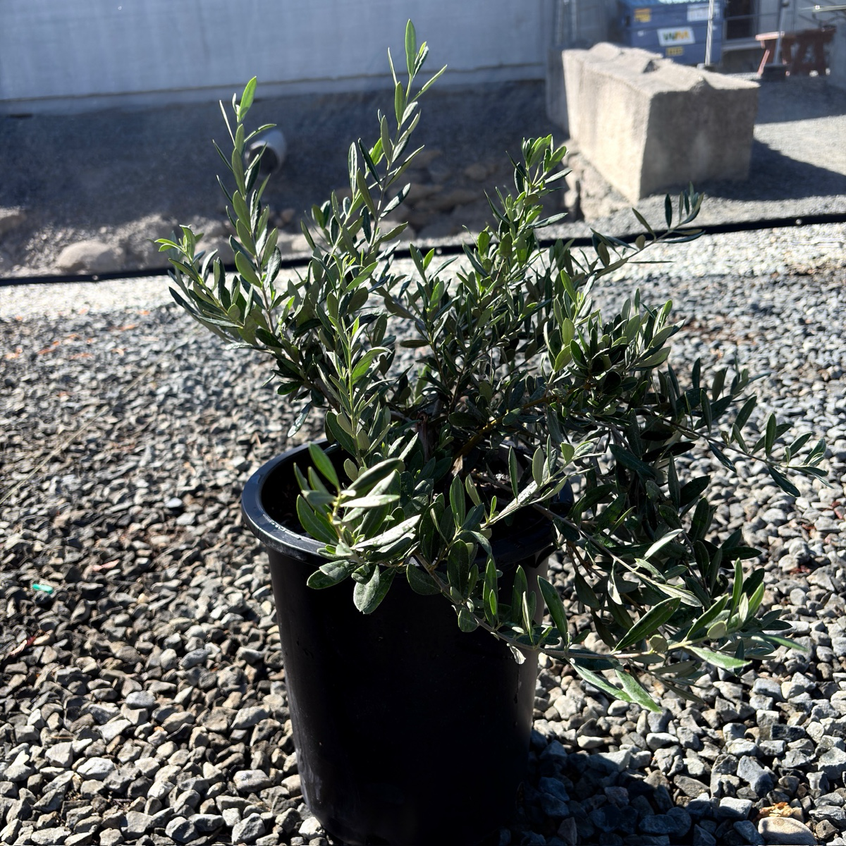 1 gallon Little Ollie Olive plant on a gravel surface with a blurred background